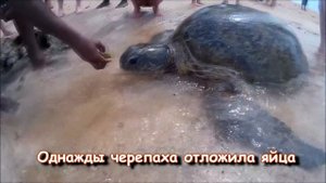 Шри-Ланка ОТДЫХ с детьми. Алиса Трифонова (пляж Хиккадува) ЧТО ПОСМОТРЕТЬ. Sri Lanka trip .