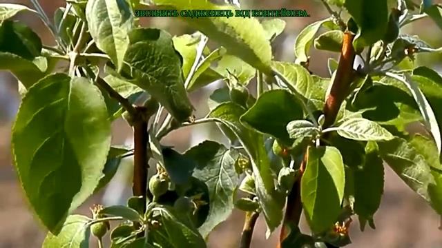 Когда высаживать саженцы смотреть онлайн