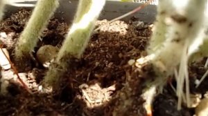 Каланхоэ войлочное tomentosa Размножение