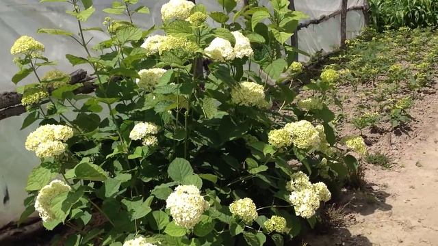 Гортензия древовидная. Посадочный материал собственного производства. смотреть онлайн