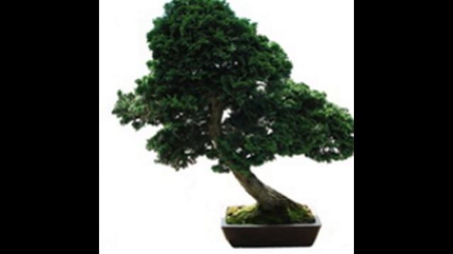 Chamaecyparis obtusa - Nana Dwarf Hinoki Cypress смотреть онлайн