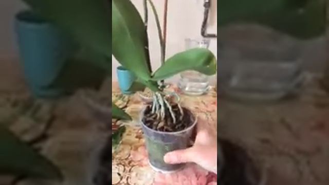 Як пересадити орхідею (фаленопсіс). Частина 1 смотреть онлайн