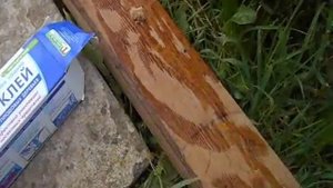 Где супер а где нет.Клей против мышей грызунов на даче - огороде