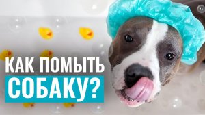 КАК ПОМЫТЬ СОБАКУ? Подготовка к купанию и выбор косметических шампуней