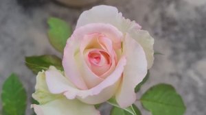 Moonstone rose