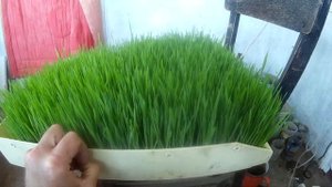 Гидропонный корм для птицы