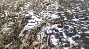 С чего начать агробизнес, если нет ни копейки