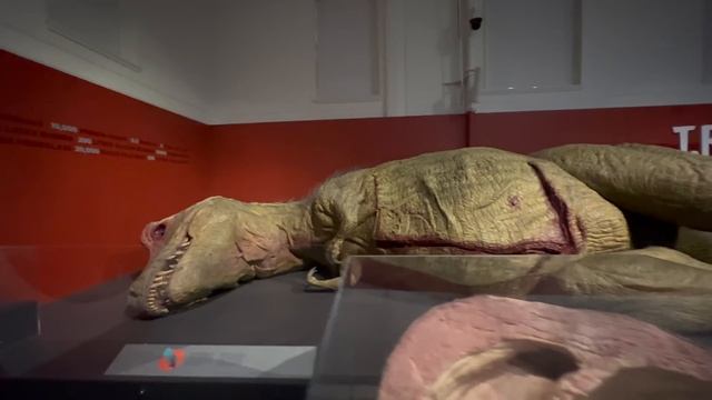 Our FIRST DAY in SYDNEY AUSTRALIA | FREE MUSEUM смотреть онлайн