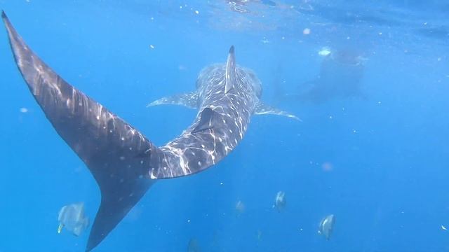 Китовые акулы. Филиппины смотреть онлайн
