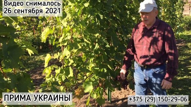 ПРИМА УКРАИНЫ - очень ранний, вкуснейший виноград! (Беларусь, 2021)