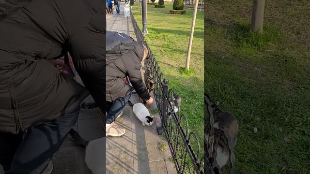 Кормим котиков Стамбула