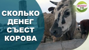 Сколько денег съест корова. Сельское хозяйство