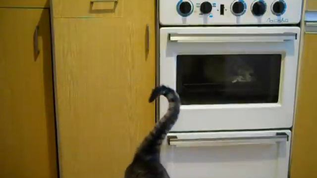 Кот Гриша требует еду смотреть онлайн