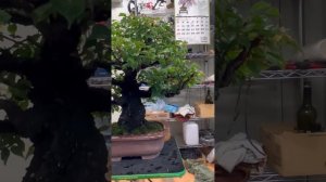 Обрезка сливы. | Бонсай. Bonsai. 盆栽. Япония. Japan. 日本 Купить бонсай
