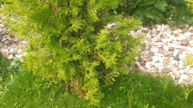 Капельный полив под туи смотреть онлайн