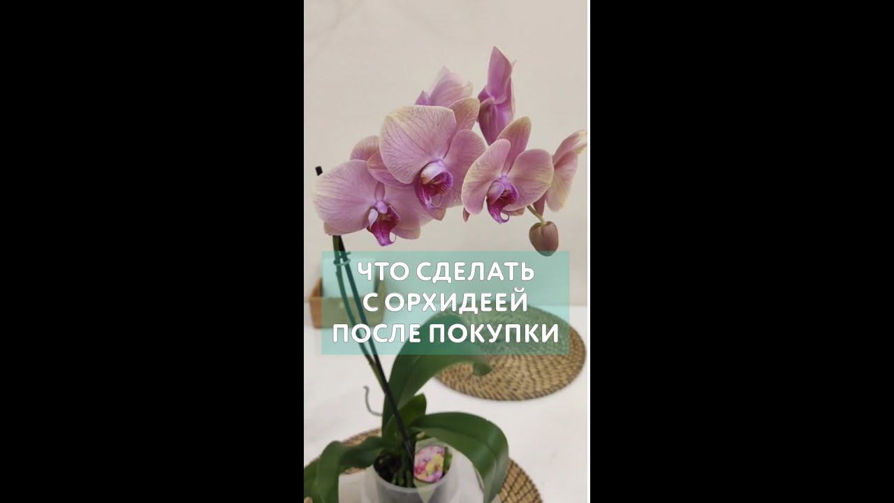 Что сделать с орхидеей фаленопсис после покупки. Советы опытных садоводов чтобы орхидея не заболела.