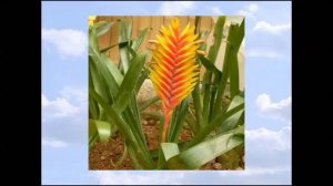 Вриезия  Уход и разведение