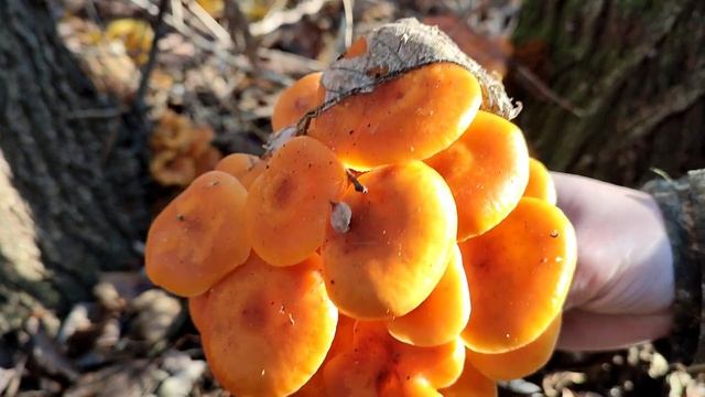 ЗИМНИЕ ОПЯТА ФЛАММУЛИНА БАРХАТИСТОНОЖКОВАЯ (FLAMMULINA VELUTIPES): ГРИБНОЙ КЛОНДАЙК НА ОДНОМ ДЕРЕВЕ смотреть онлайн