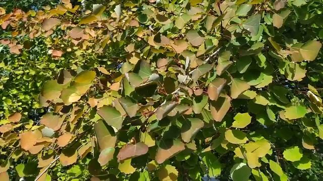 5 октября- ИОНОВ ДЕНЬ/ЛИСТОДЕР/Если ВЕТЕР на улице/Приметы смотреть онлайн