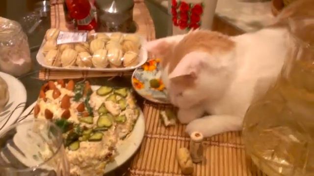 Наглый кот ворует еду. Смотреть до конца. смотреть онлайн
