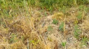 Участок после обработки гербицидом, возделывание целины