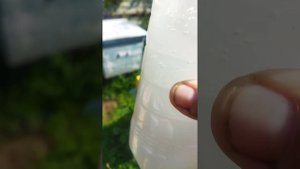 Обработка пчëл от клеща Варроа препаратом АКВА-ФЛО