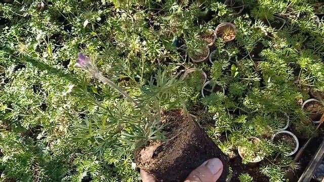 ЧТО ТАКОЕ СВОБОДНОЕ ОПЫЛЕНИЕ?? ПРОСТРЕЛЫ. АКЦИЯ.УСЛОВИЯ ПЕРЕСЫЛКИ.ПОСАДКА В ОГ.