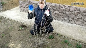 обрезка гибискуса выращиваем гибискус на даче гибискус уход огород сад розарий цветник