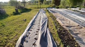 Клубника Альбион. Высадка в грунт 1200 саженцев. Эксперимент на урожайность.