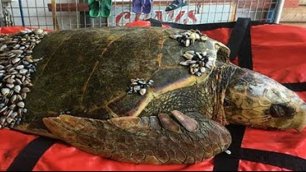 История о черепахе, которую спас рыбак, поняв, что она нуждается в помощи