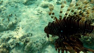 Риф Фихалхохи. Мальдивы | Fihalhohi Underwater. Maldives | 2022 | 2,7K