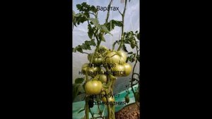 Dwarf Waratah (Гном Варатах)(сорт из проекта Гном томатный) Урожай 2021года