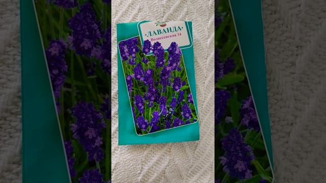 Лаванда из семян - первые всходы Lavender from seeds - the first shoots смотреть онлайн