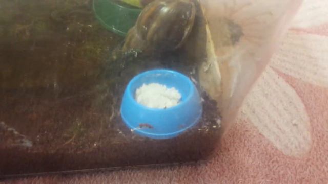 Вещи моих улиток /Как у них дела? смотреть онлайн