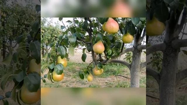 Ознакомление с окружающим миром. Лето