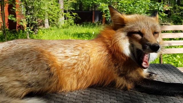 Алиса - лиса. Утреннее позитивное настроение. смотреть онлайн