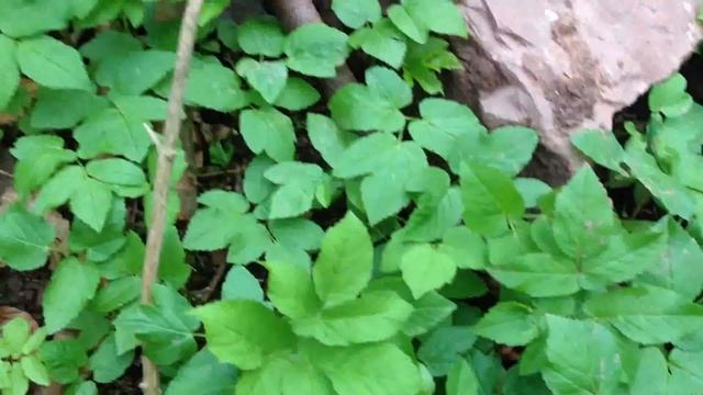 Ground Elder, Aegopodium podagraria смотреть онлайн