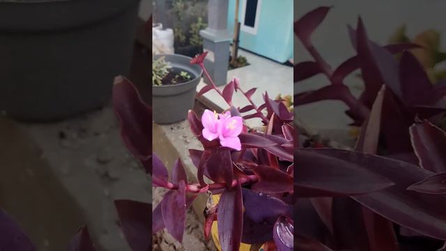 TRADESCANTIA PALLIDA/TANAMAN HATI UNGU