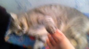 Как понять что твоя кошка беременна?