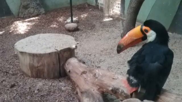 В Московском зоопарке смотреть онлайн