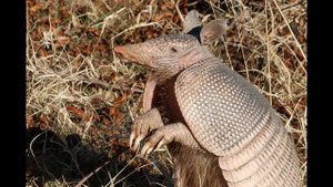 Звуки броненосца. Armadillo Sounds.