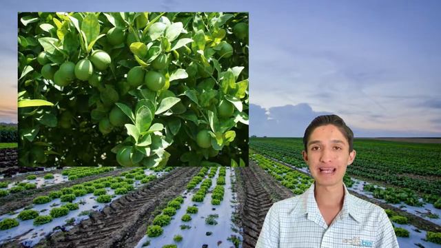 CULTIVO AGRÍCOLA más producido por ESTADO en MÉXICO🤠🚜🇲🇽 смотреть онлайн