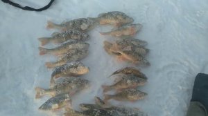 РЕАЛЬНЫЕ КОНИ!!! РВУТ ЛЕСКИ И РАЗГИБАЮТ КРЮЧКИ! КРУПНЫЙ ОКУНЬ НА МОТЫЛЯ