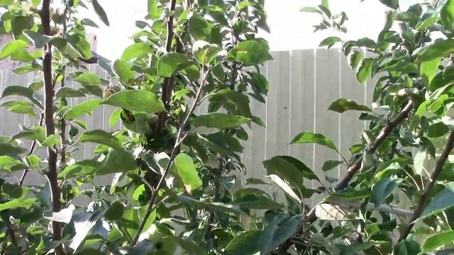 Супер крупные, сладкие и сочные яблоки раннего срока созревания, сорт Вадимовка. Рекомендую!!! смотреть онлайн