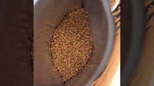 Пажитник (шамбала, чаман) семена. Основной ингредиент многих индийских смесей.