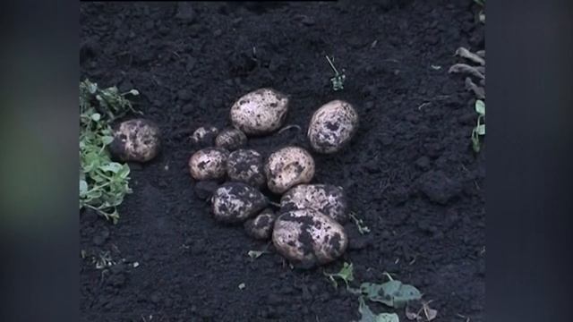 Характеристика сортов картофеля: Невский, Любава, Тулеевский, Кунезчанка, Танай, Кемеровчанин. смотреть онлайн