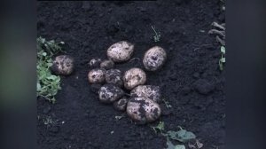 Характеристика сортов картофеля: Невский, Любава, Тулеевский, Кунезчанка, Танай, Кемеровчанин.