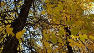 Воронина Лайф \ Обзор влогов \ Оксана, берись за себя, пока не поздно!