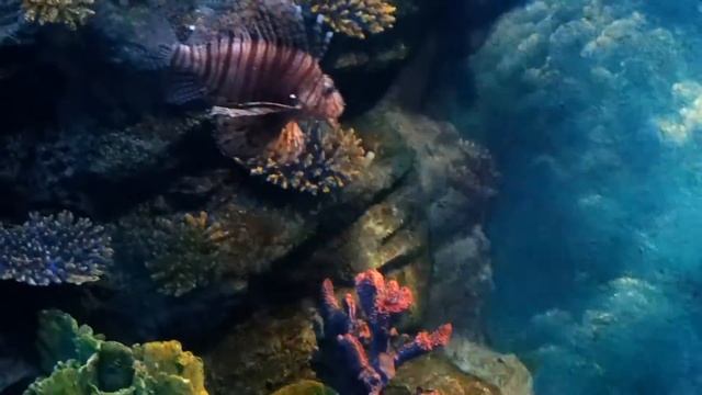 Тайланд - океанариум Siam Ocean World в Бангкоке - часть 1 смотреть онлайн