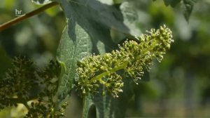 Riesling in Gefahr - Eine Winzerin trotzt dem Klimawandel | erlebnis hessen | Doku